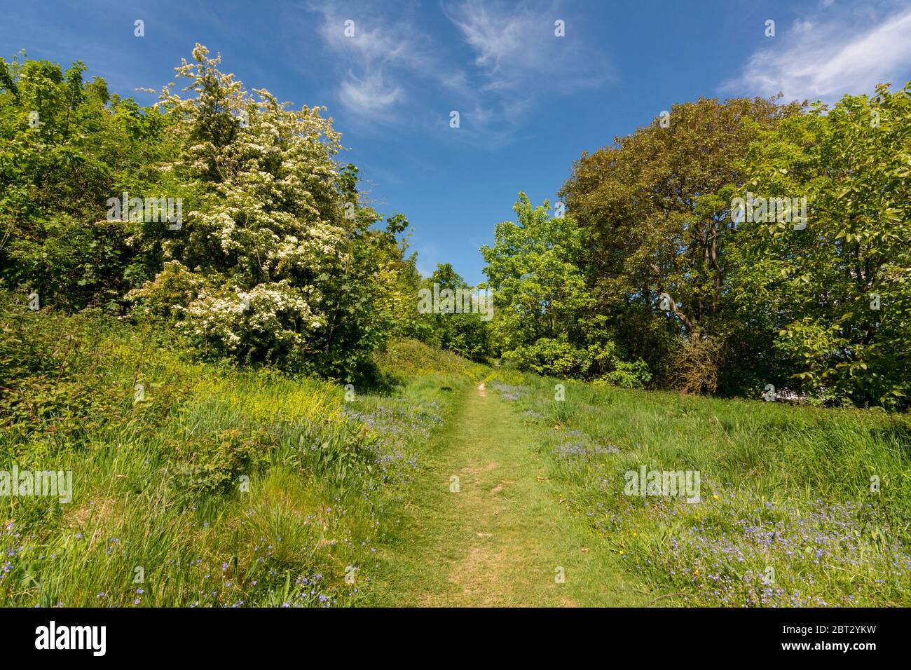 Der Monarch's Way Long Distance Path führt über Church Hill in der Nähe von Findon, im South Downs National Park, West Sussex, England, Großbritannien. Stockfoto