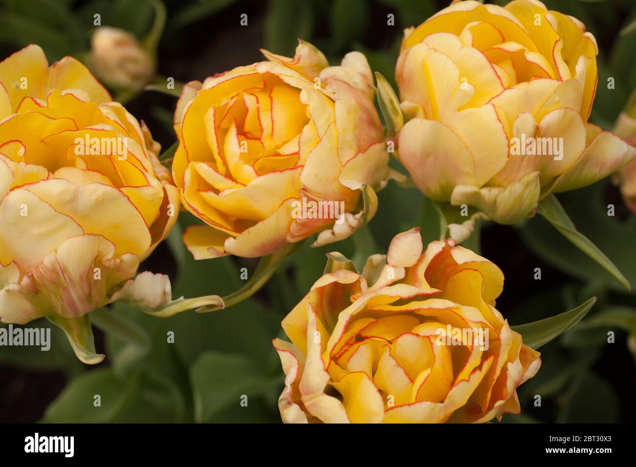 Akibono Doppel Darwin Tulpe, gelb mit dünnen roten Rand. Stockfoto