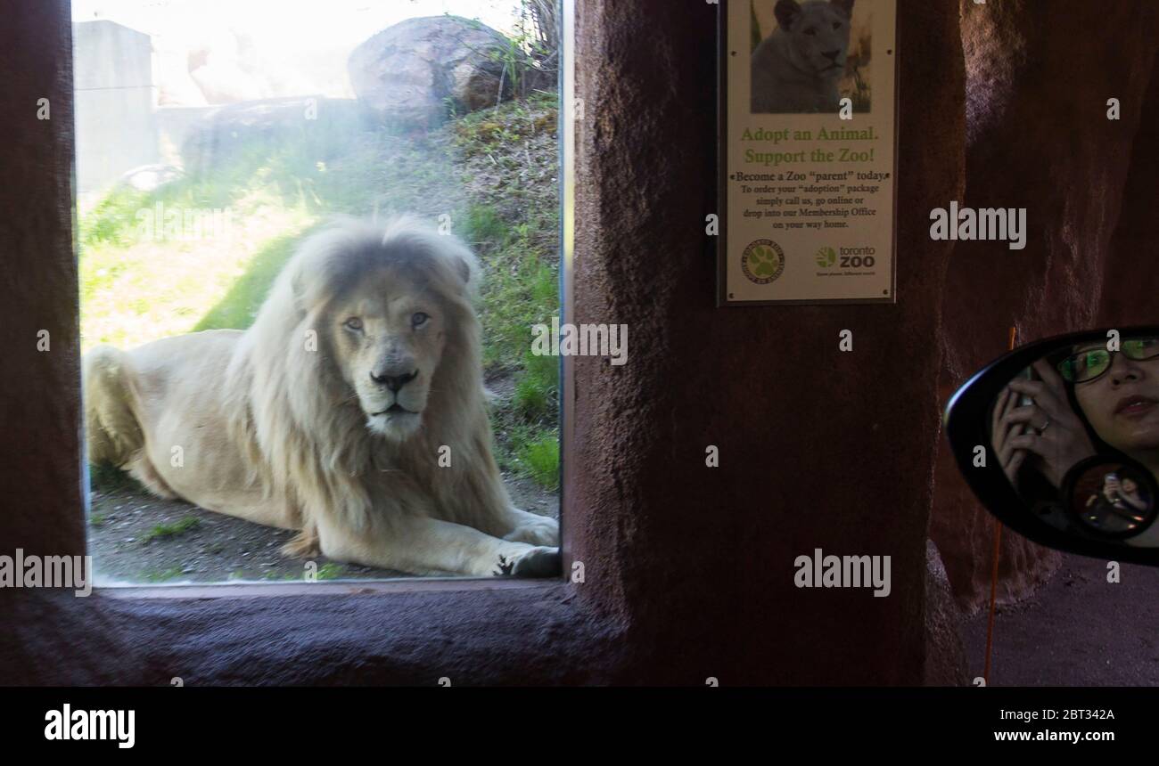 Toronto, Kanada. Mai 2020. Eine Frau, die am 22. Mai 2020 im Toronto Zoo in Toronto, Kanada, Fotos von einem Löwen macht, wird vom Seitenspiegel eines Fahrzeugs aus gesehen. Ab Samstag wird der Toronto Zoo offiziell wieder für die Öffentlichkeit geöffnet, mit dem Drive-Thru-Erlebnis namens Scenic Safari. Die vorgebuchte Fahrstrecke würde es Besuchern ermöglichen, Tiere aus ihren Fahrzeugen während des COVID-19-Ausbruchs über einen 3.4 km langen Kurs zu sehen. Kredit: Zou Zheng/Xinhua/Alamy Live News Stockfoto