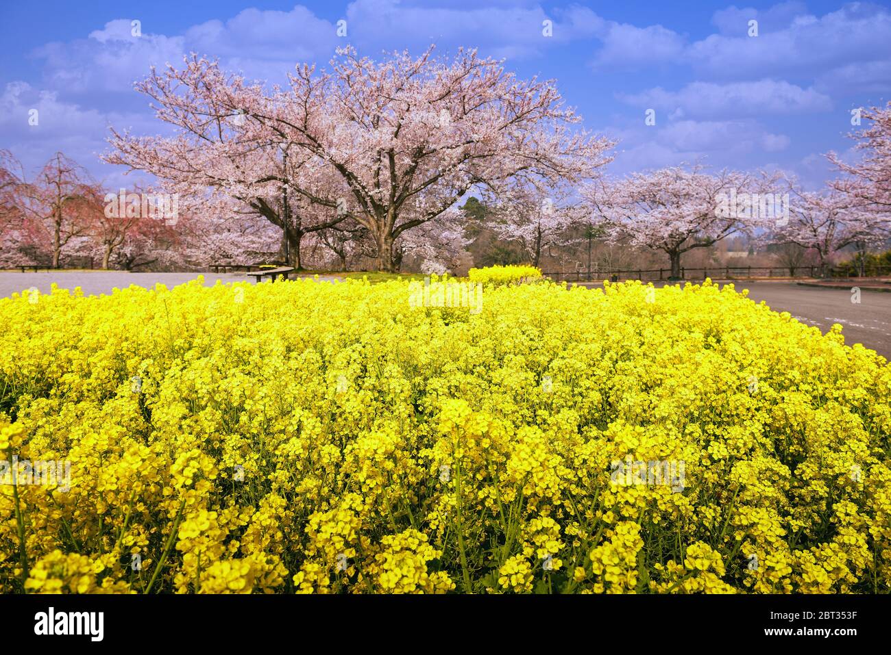 Kirschblütenbäume und gelbe Blumen in einem Park, Tokio, Honshu, Japan Stockfoto