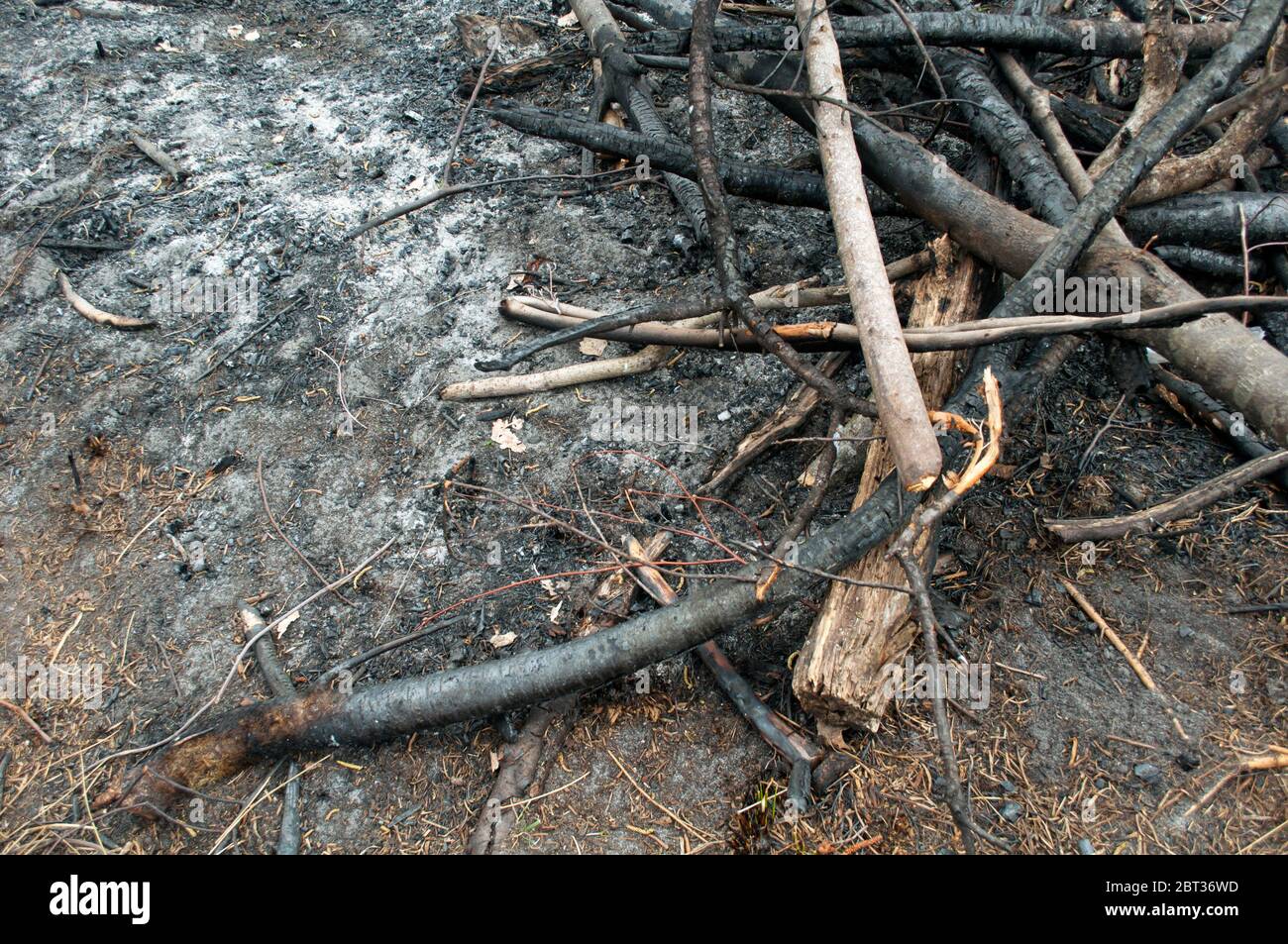 Haufen von verbrannten Ästen nach einem Waldbrand, Folge des Waldbrands.das Ergebnis des menschlichen unvorsichtigen Kontakts mit der Natur. Stockfoto