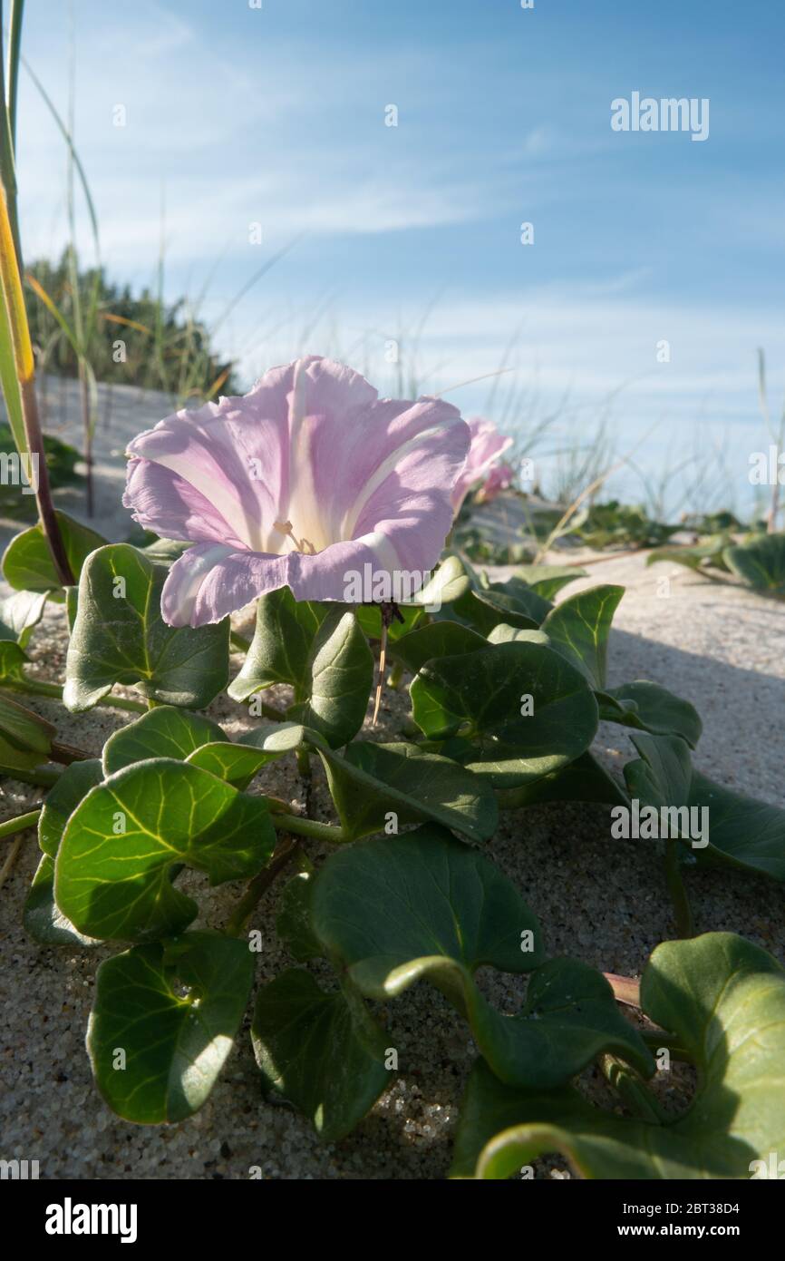 Calystegia soldanella ist eine blühende Pflanze, die zur Familie der Convolvulaceae gehört. Stockfoto