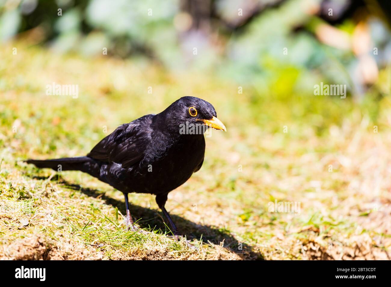 Schwarzvogel, Turdus Merula, auf dem Gras Stockfoto