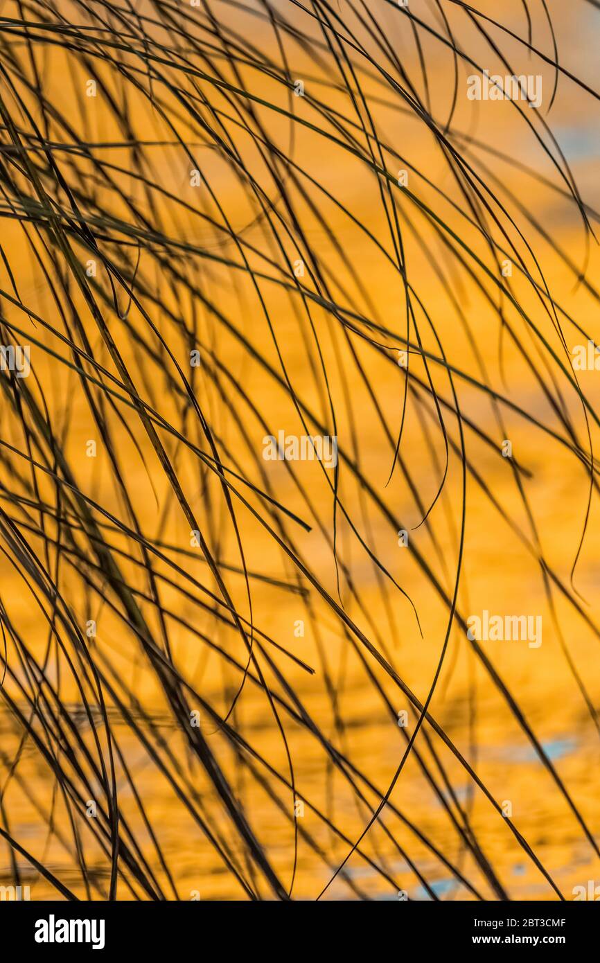 Anmutige Wölbung von Segen, Carex sp., entlang des Merced River, mit lebendigen Farben der Morgensonne reflektiert von El Capitan auf die Flussoberfläche beh Stockfoto