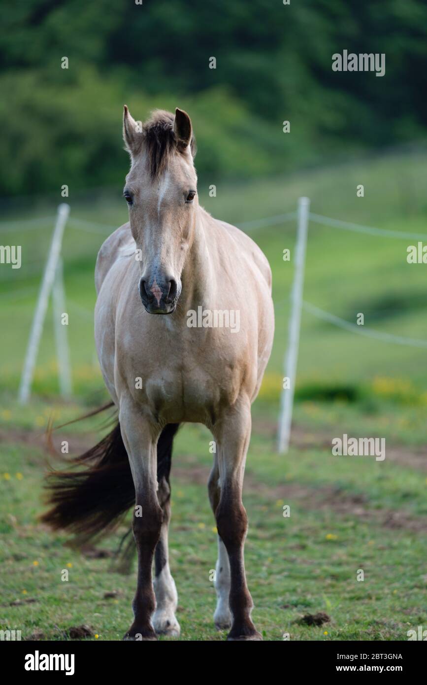 Schönes Pferd mit landschaftlich schönen Hintergrund Stockfoto