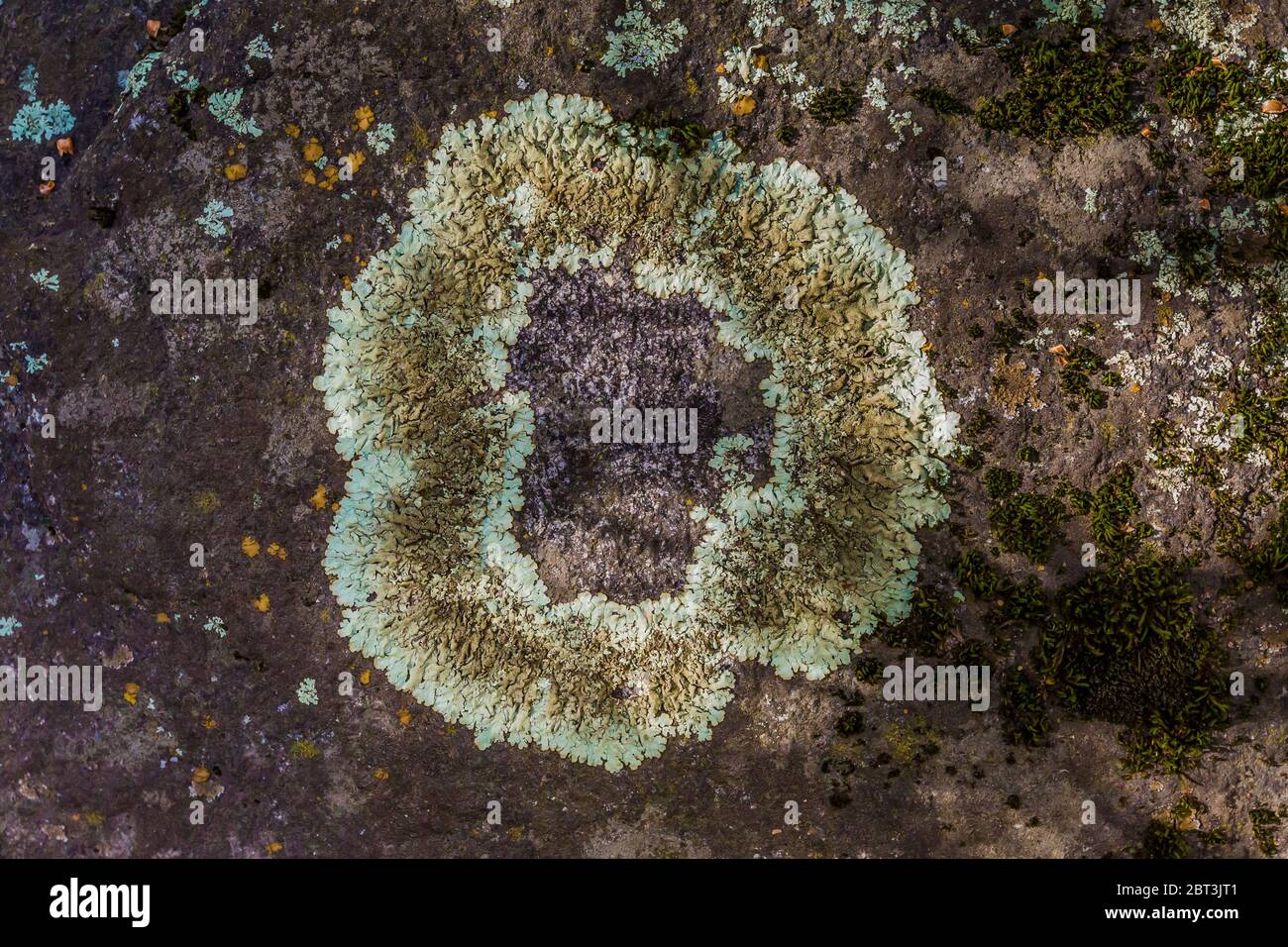 Flechten auf Felsen im Yosemite Valley, Yosemite National Park, Kalifornien, USA Stockfoto