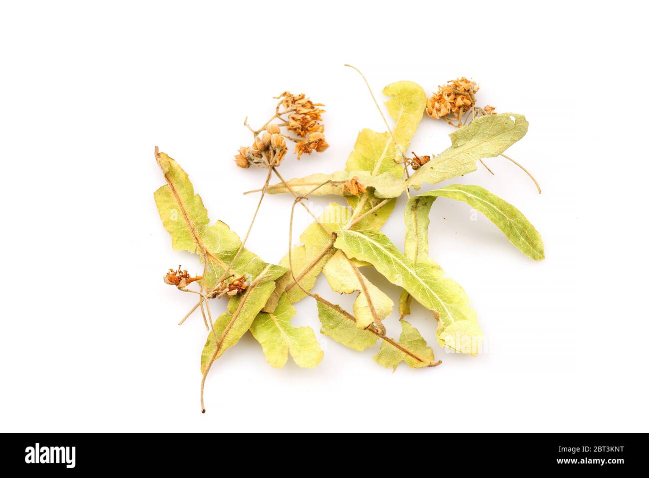 Bio trockene Lindenblüte auf weißem Hintergrund Stockfoto