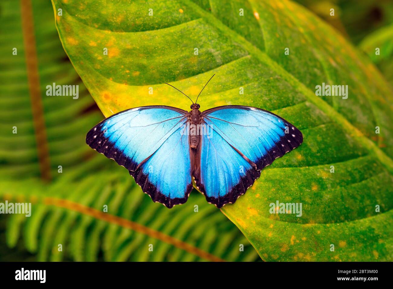 Ein blauer Morpho (Morpho menelaus) Schmetterling auf einem tropischen Blatt in Mindo, Ecuador. Stockfoto