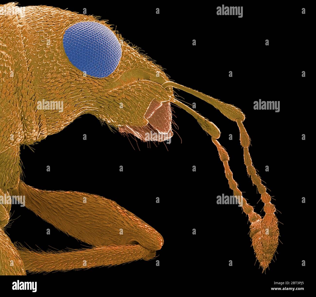 Sitophilus sp Stockfotos und bilder Kaufen Alamy