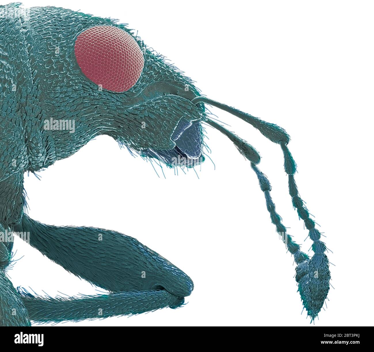 Sitophilus sp Stockfotos und bilder Kaufen Alamy