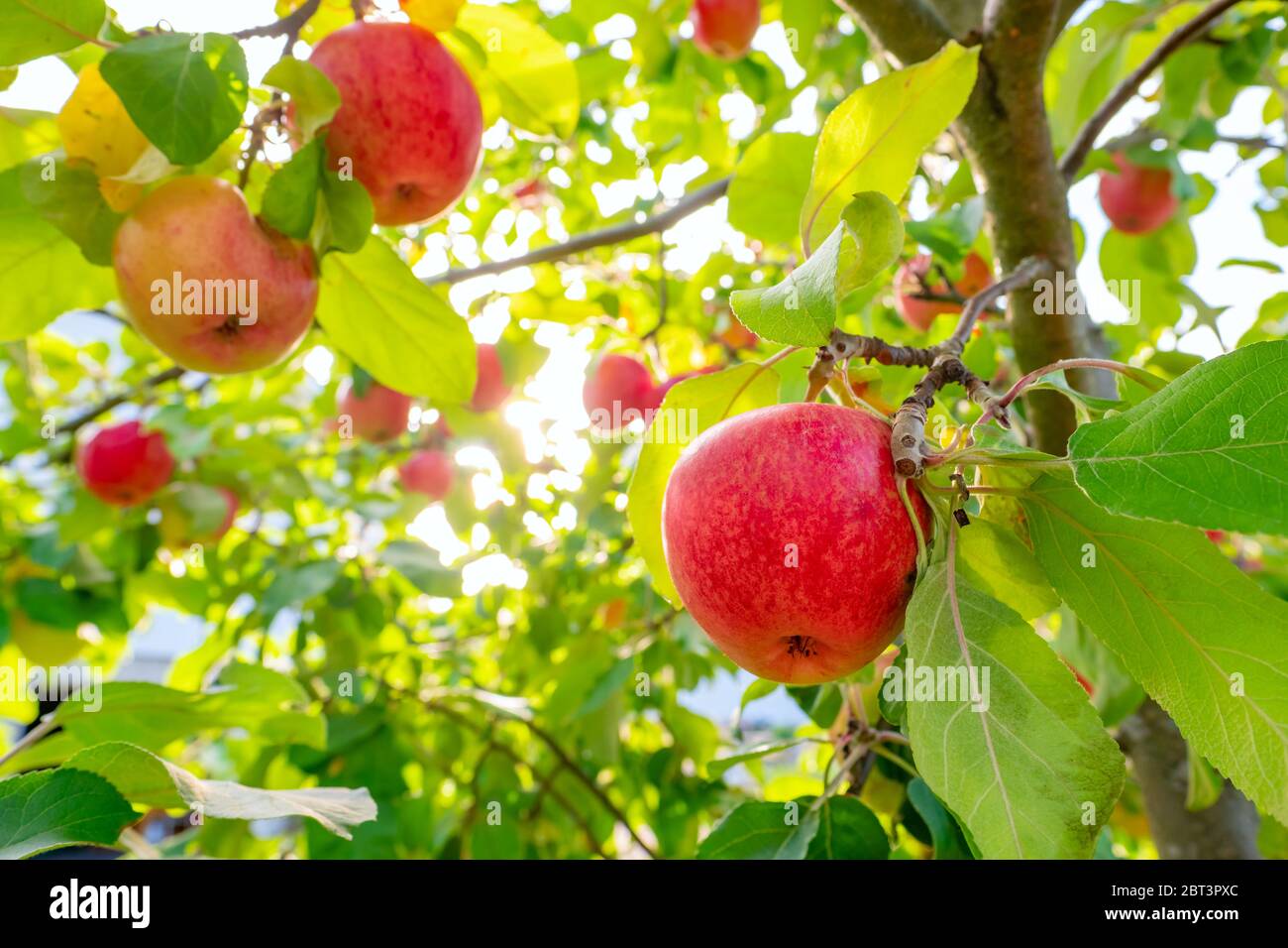 Rote Äpfel am apfelbaum Stockfoto