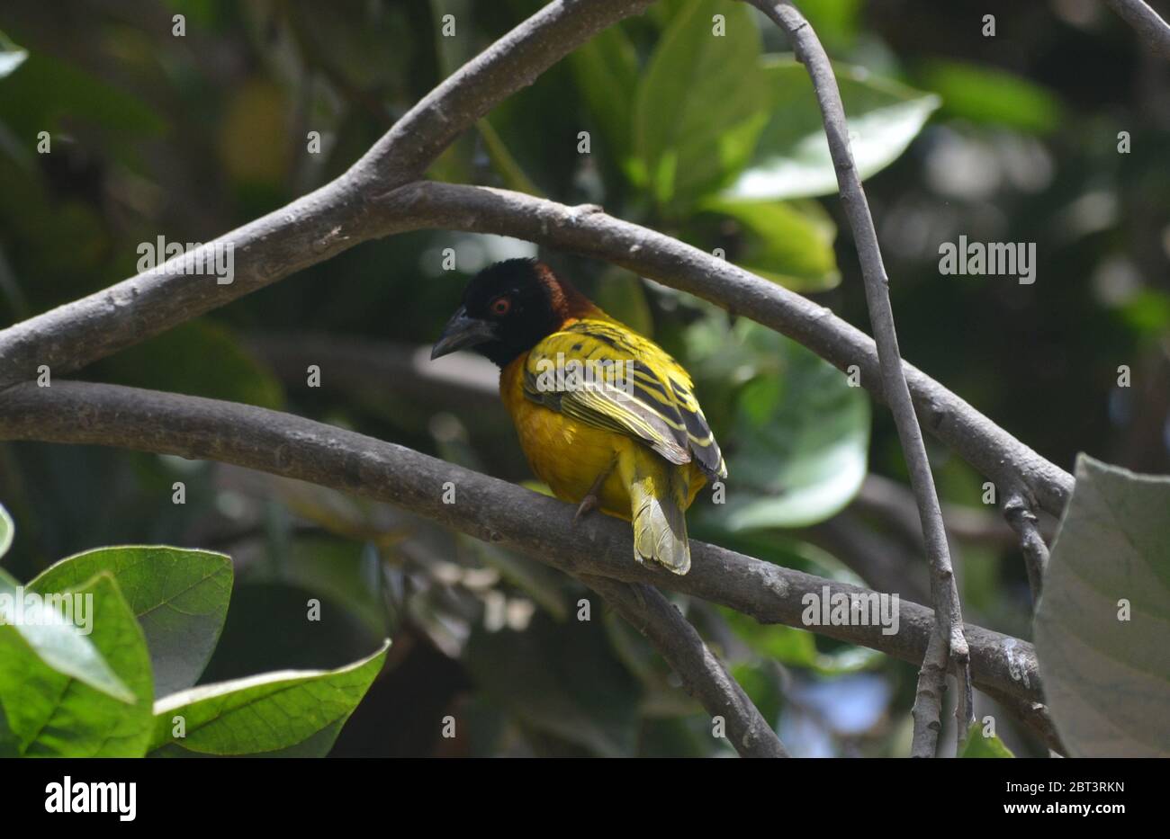 Tisserin Gendarme oder Dorfweber (Ploceus cuccullatus) in einem städtischen Garten in Dakar, Senegal Stockfoto