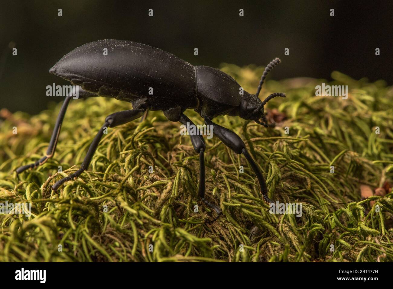 Ein schwarzer Stinkkkäfer, Eleodes, aus der Bay Area von Kalifornien, USA. Stockfoto