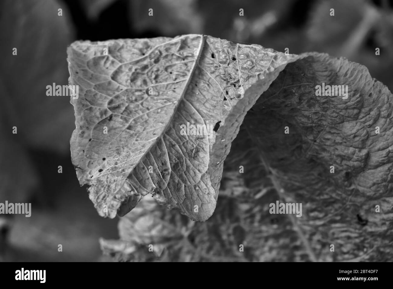 Nahaufnahme von gefaltetem großen grünen Dock Blatt in schwarz und weiß Stockfoto