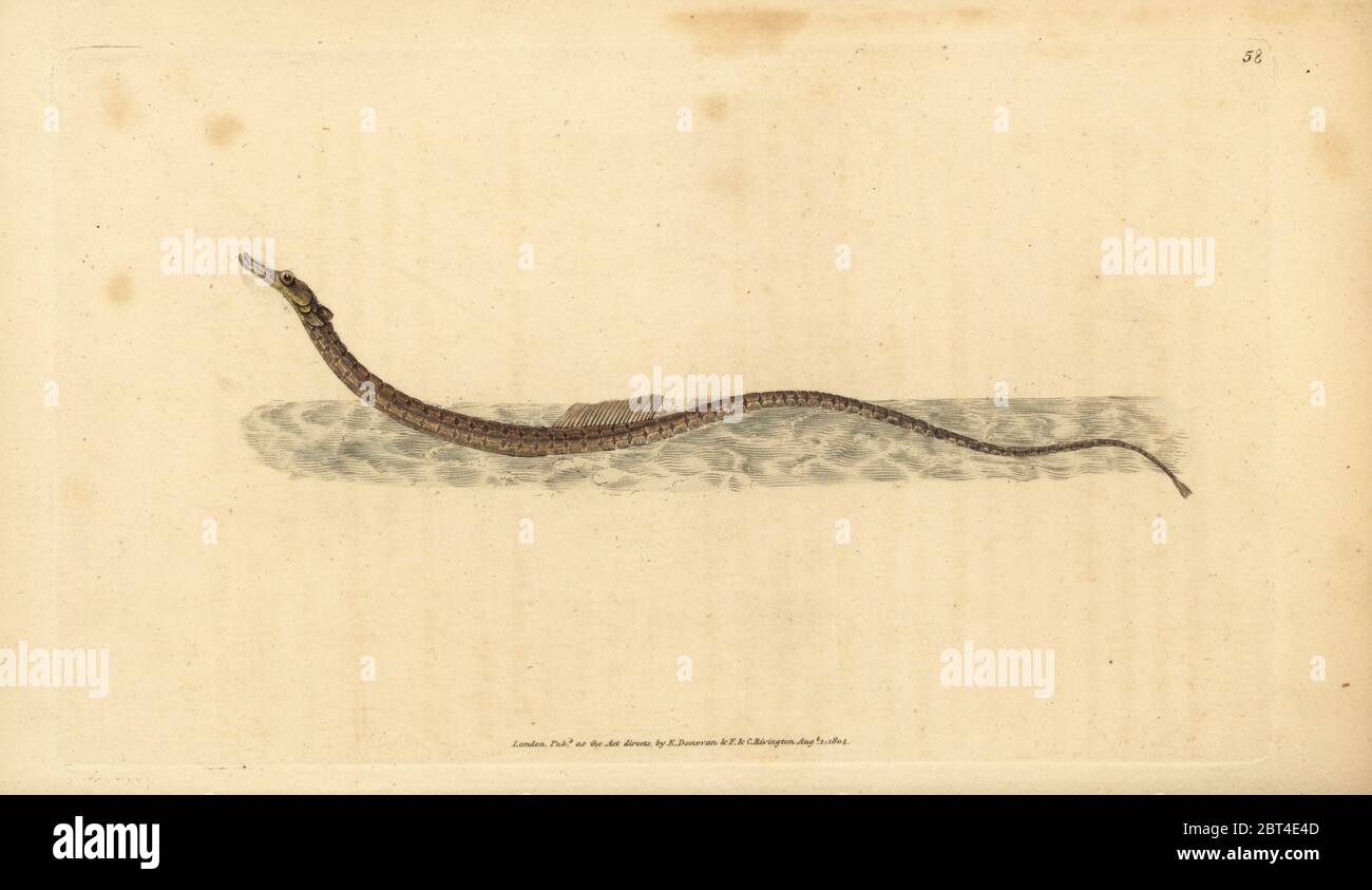 Sargassum Seenadeln oder pelagische Seenadeln, Syngnathus pelagicus. Papierkörbe Kupferstich erstellt und von Edward Donovan aus seiner natürlichen Geschichte der britischen Fische, Donovan und F.C. und J. Rivington, London, 1802-1808 eingraviert. Stockfoto