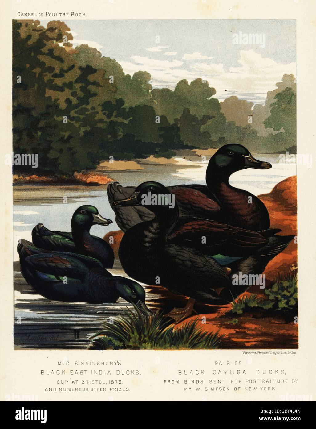 Schwarze Ostindienenten, Anas platyrhynchos und schwarze Cayuga-Enten, Anas rubripes. G. S. Sainsburys schwarze Ostindienente gewann den Pokal in Bristol 1872. Die schwarze Cayuga-Ente wurde von Mr. Simpson aus New York geschickt. Chromolithographie von Vincent Brooks Day & Son nach einer Illustration von J.W. Ludlow aus Lewis Wrights das illustrierte Buch von Geflügel, Cassell, London, 1890. Stockfoto