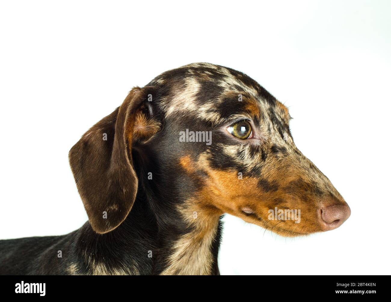 Kurzer Dachshund aus Marmor, Jagdhund, isoliert auf weißem Hintergrund Stockfoto