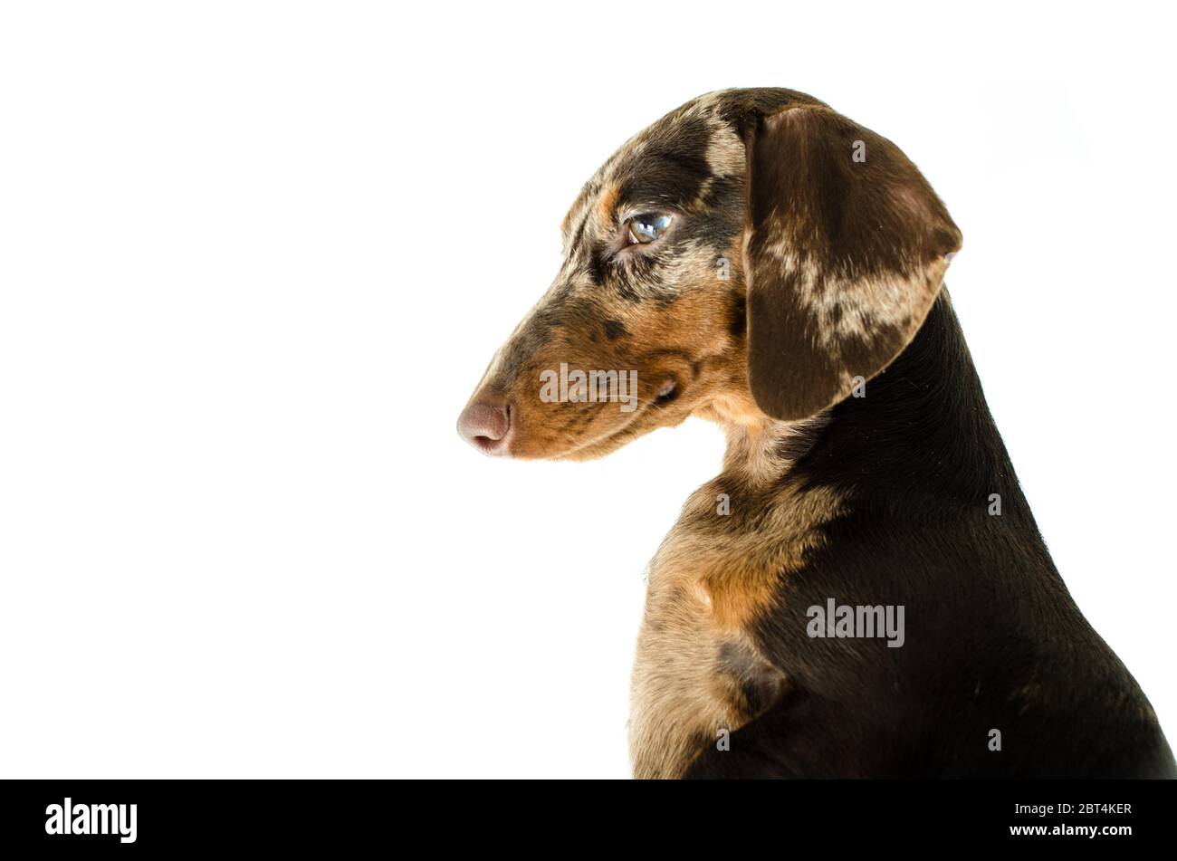 Kurzer Dachshund aus Marmor, Jagdhund, isoliert auf weißem Hintergrund Stockfoto