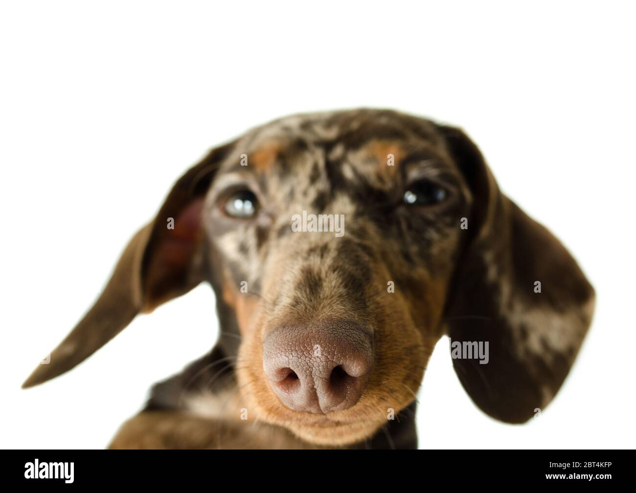 Kurzer Dachshund aus Marmor, Jagdhund, isoliert auf weißem Hintergrund Stockfoto