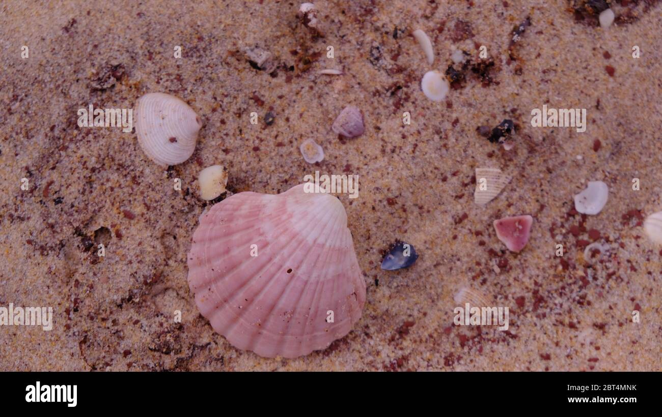 Schöne kleine und große Muscheln auf rot gelbem Sand. Textur als abstrakter Hintergrund. Sand und Muscheln Muster. Stockfoto