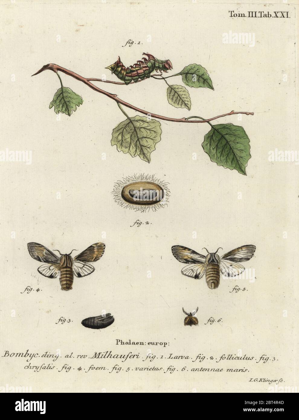 Tawny prominente Motte, Harpyia milhauseri. Phalaena bombyx milhauseri. Handkolorierter Kupferstich von Johann Georg Klinger von Eugenius Johann Christoph Epers die Schmetterlinge in Abbildungen nach der Natur, Erlangen, 1786. Stockfoto