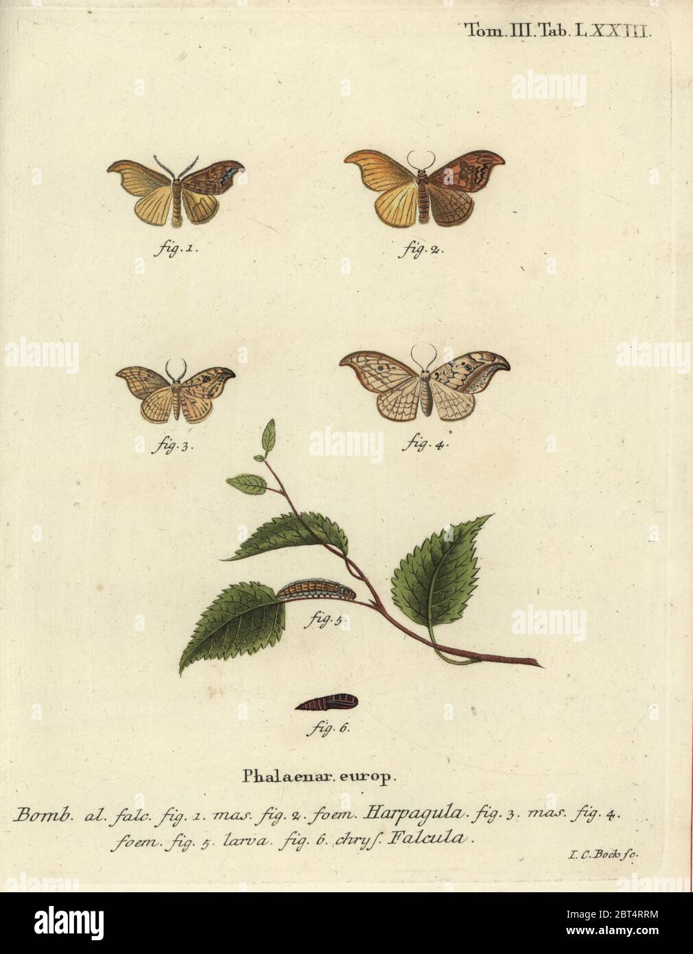 Seltene Hakenspitze, Sabra harpagula 1,2, und Kiesel Hakenspitze, Drepana falcataria 3-6. Phalaena Bombyx harpagula, falcula. Handkolorierter Kupferstich von Johann Carl Bock von Eugenius Johann Christoph Espers die Schmetterlinge in Abbildungen nach der Natur, Erlangen, 1786. Stockfoto