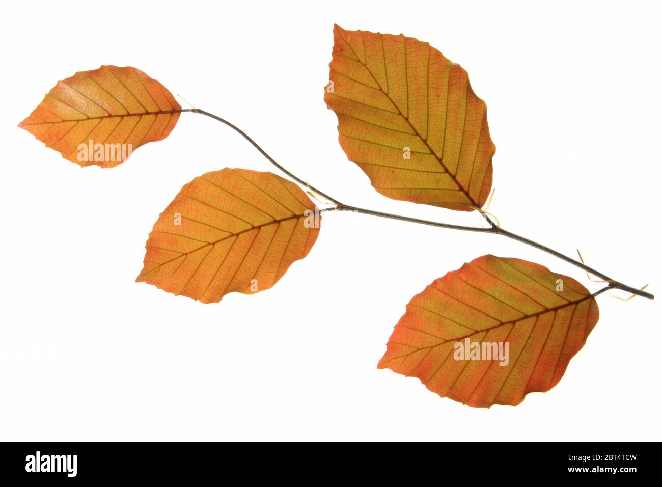 Blutbuche (Fagus Sylvatica F. Purpurea) Stockfoto