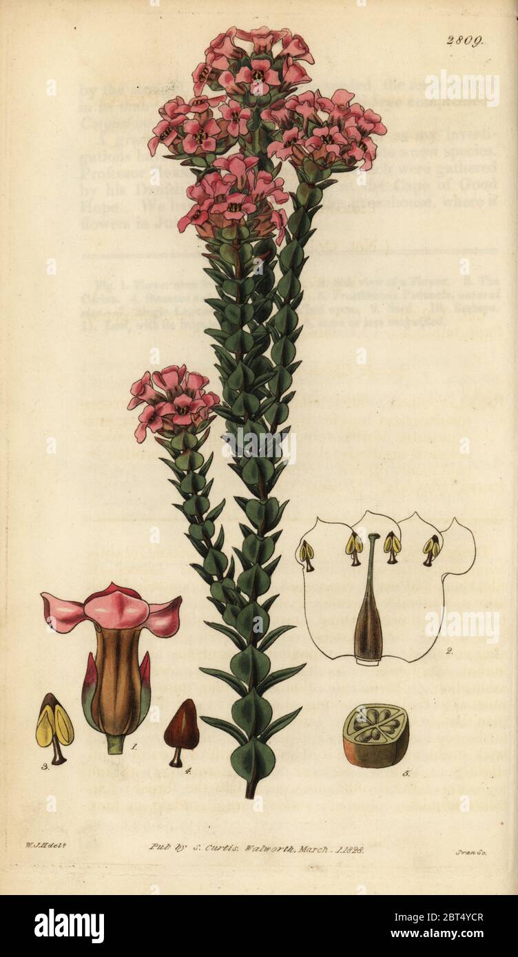 Imbricated penaea, Penaea imbricata. Papierkörbe Kupferstich von Swan nach einer Illustration von William Jackson Hooker von Samuel Curtis Botanical Magazine, London, 1828. Stockfoto