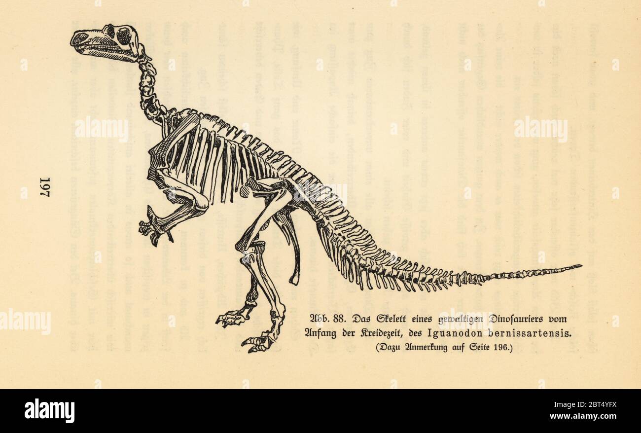 Fossiles Skelett eines ausgestorbenen Iguanodon bernissartensis, spätbarremian bis frühes Aptian, frühe Kreidezeit. Illustration aus Wilhelm Bolsches das Leben der Urwelt, Prähistorisches Leben, Georg Dollheimer, Leipzig, 1932. Stockfoto