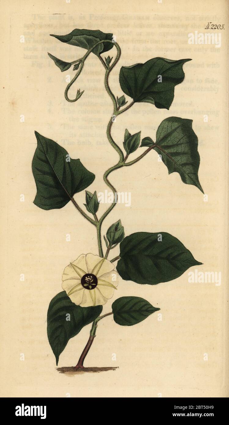 Hewittia malabarica Fotos und Bildmaterial in hoher Auflösung Alamy