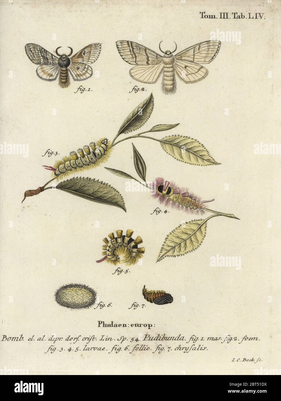 Blasser Zwickel, Calliteara pudibunda. Phalaena pudibunda. Handkolorierter Kupferstich von Johann Carl Bock von Eugenius Johann Christoph Espers die Schmetterlinge in Abbildungen nach der Natur, Erlangen, 1786. Stockfoto