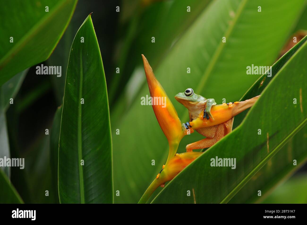 Pummelig Laubfrosch auf einer Blume, Indonesien Stockfoto