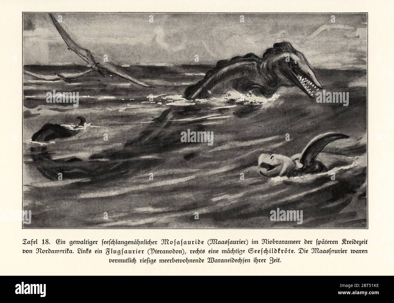 Ein ausgestorbener, seesnake-ähnlicher Mosasaur in der Niobrara-See, Nordamerika, Spätkreide. Ein Ptersaurier, Pteranodon, links, und Meeresschildkröte rechts. Mosasauren waren wahrscheinlich riesige Seewarteleidechsen ihrer Zeit. Illustration aus Wilhelm Bolsches das Leben der Urwelt, Prähistorisches Leben, Georg Dollheimer, Leipzig, 1932. Stockfoto