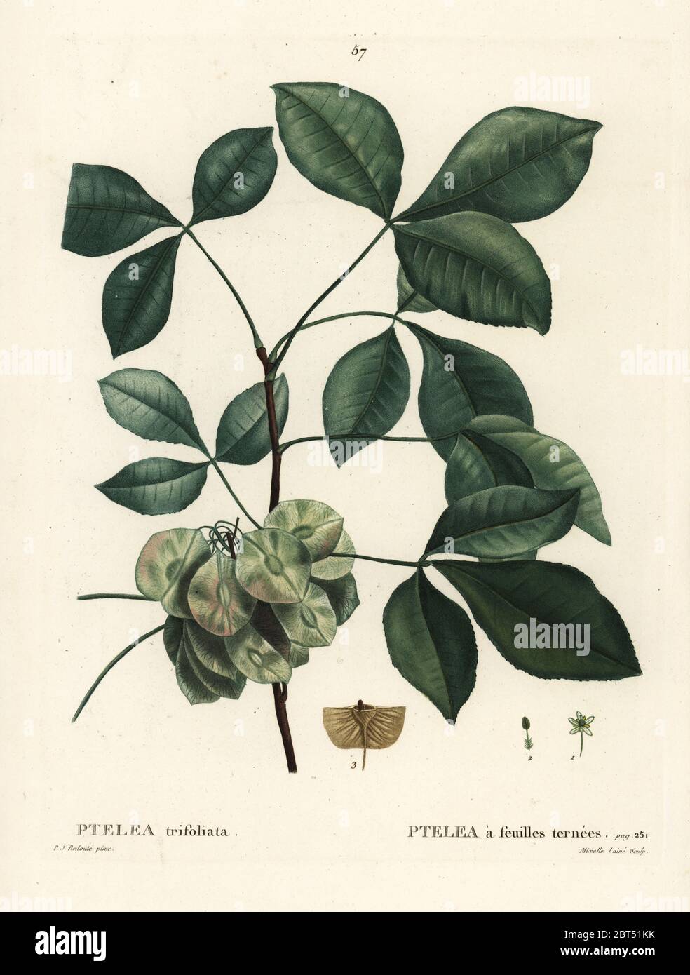 Gemeinsame hoptree, stinkenden Asche oder Wafer Asche, Ptelea dreiblättrige. Papierkörbe Walze Kupferstich von Mixelle l'aine nach einer Illustration von Pierre-Joseph Redoute von Henri Louis Duhamel du Monceau's Traite des Arbres et Arbustes, Paris, 1804-1819. Stockfoto