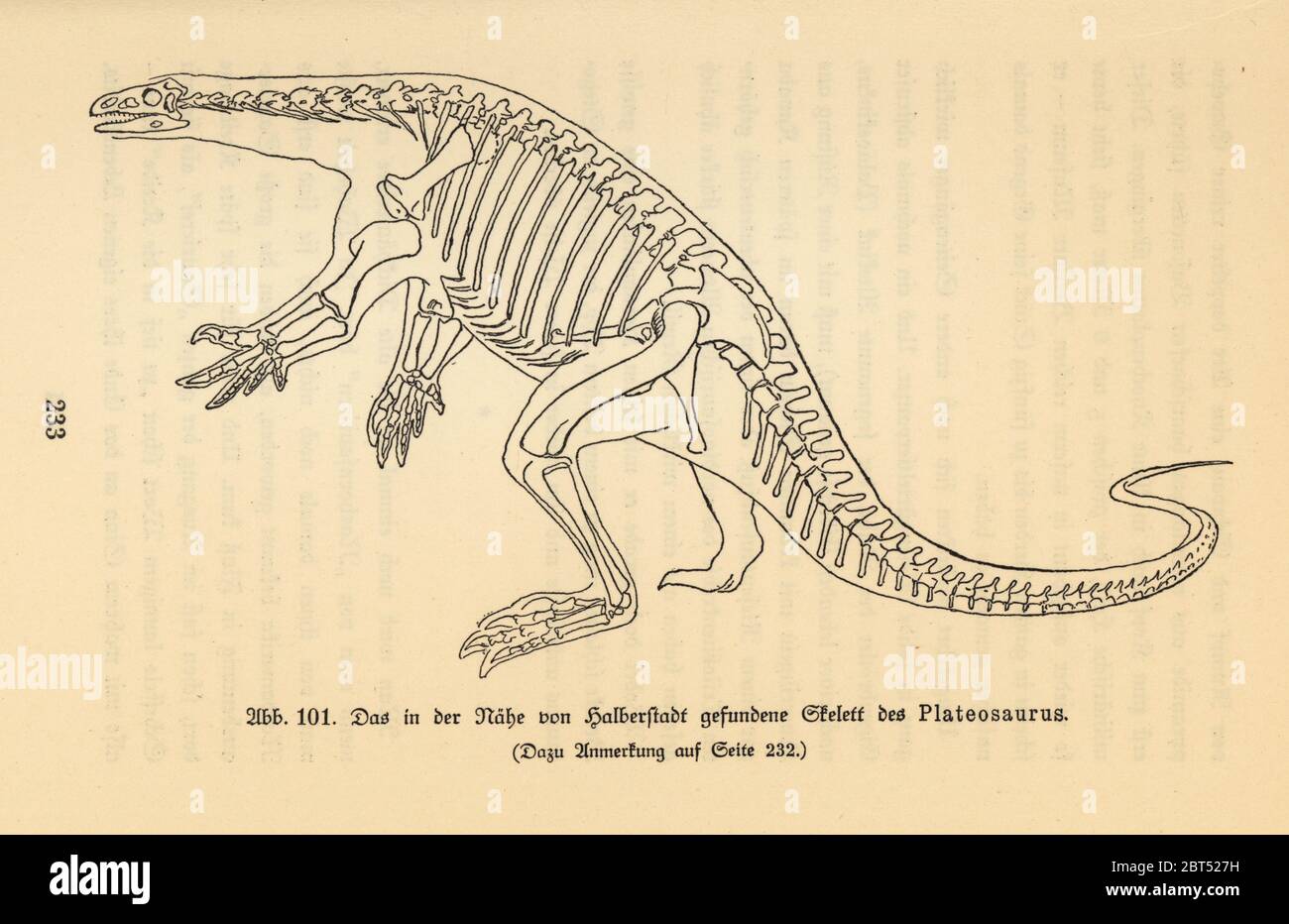 Rekonstruktion eines ausgestorbenen Raubtiersauriers, Plateosaurus, spättrias Periode, basierend auf einem fossilen Skelett, das in Halberstadt gefunden wurde. Illustration aus Wilhelm Bolsches das Leben der Urwelt, Prähistorisches Leben, Georg Dollheimer, Leipzig, 1932. Stockfoto