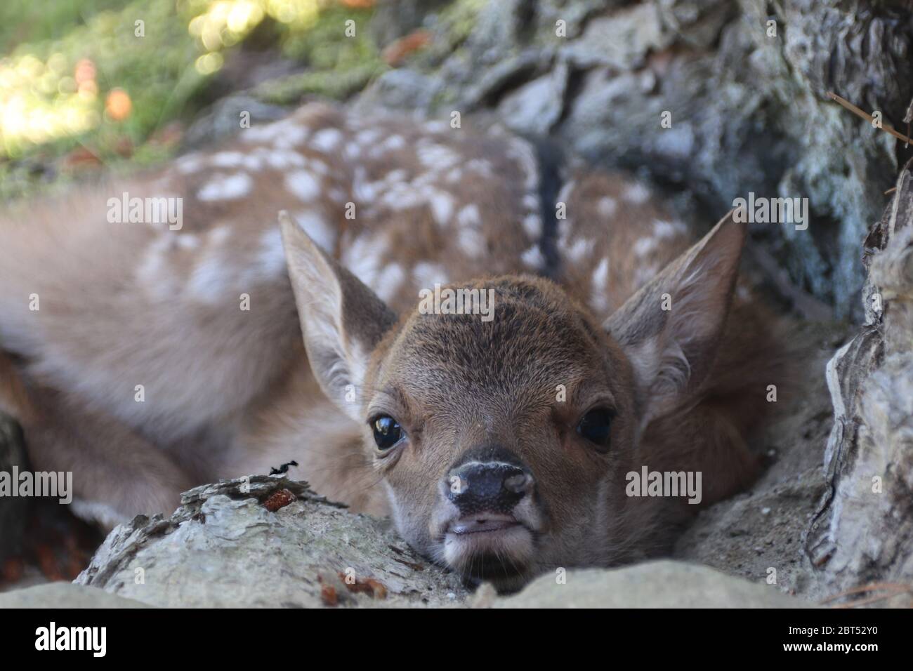 Das Rehkitz und die Ameise (neer beim rechten Auge des Rehkitz ist eine kleine Ameise, die es anschaut...) Stockfoto