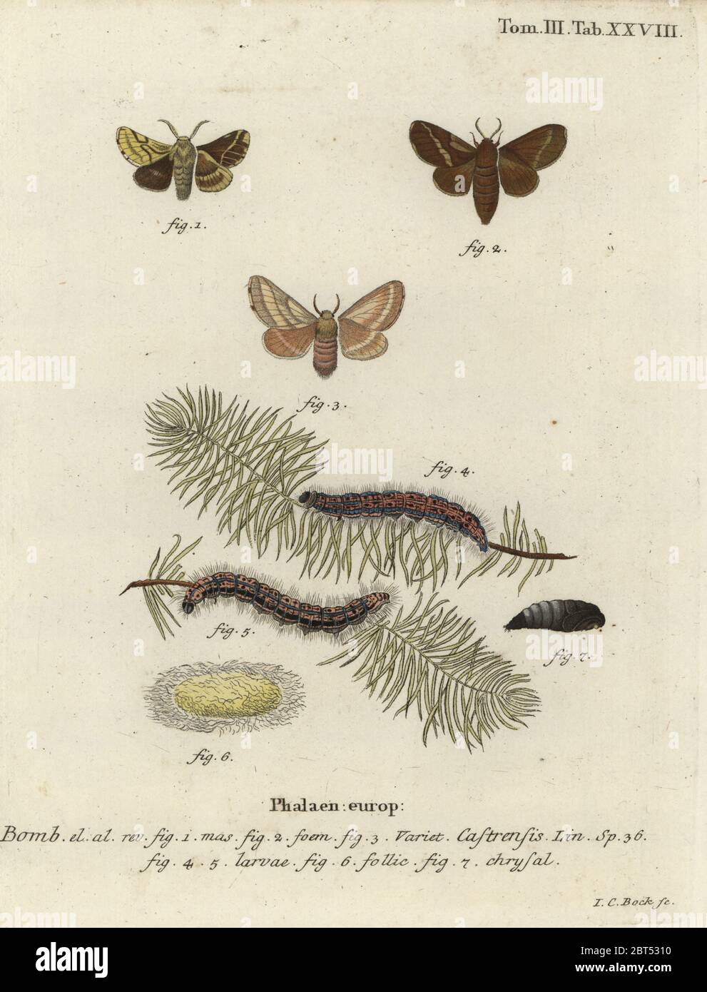 Magermotte, Malacosoma castrense. Phalaena castrensis. Handkolorierter Kupferstich von Johann Carl Bock von Eugenius Johann Christoph Espers die Schmetterlinge in Abbildungen nach der Natur, Erlangen, 1786. Stockfoto