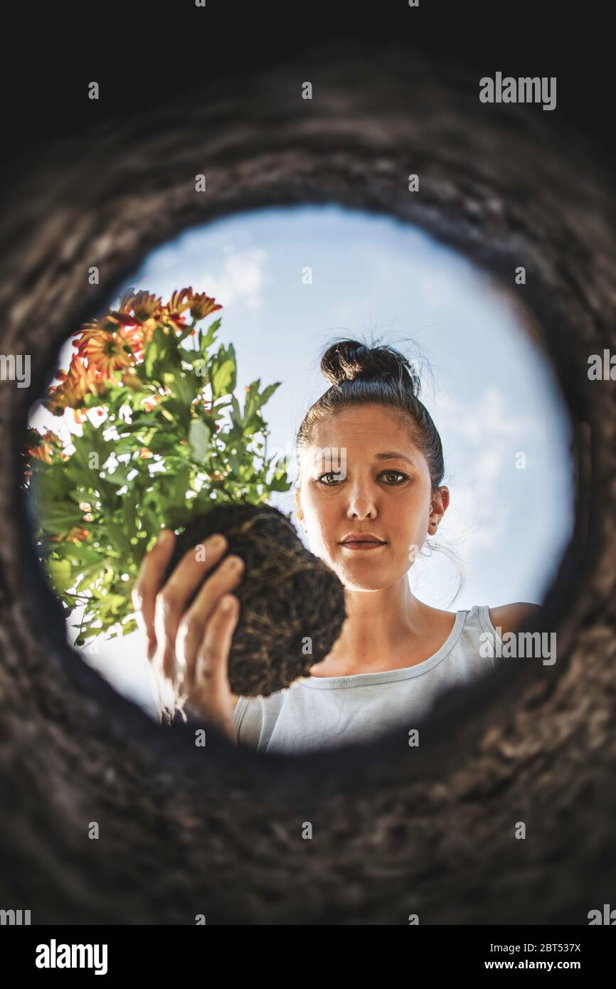 Frau, die eine Blume in einem Garten pflanzt, Großbritannien Stockfoto