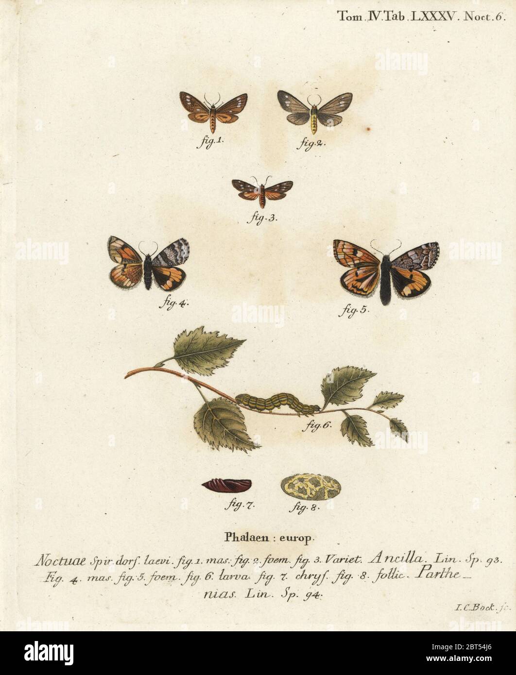 Handmaid Motte, Dysauxes ancilla 1-3, und orange Unterflügel, Archiearis parthenias 4-8. Handkolorierter Kupferstich von Johann Carl Bock nach Eugenius Johann Christoph Epers die Schmetterlinge in Abbildungen nach der Natur, Erlangen, 1786. Stockfoto