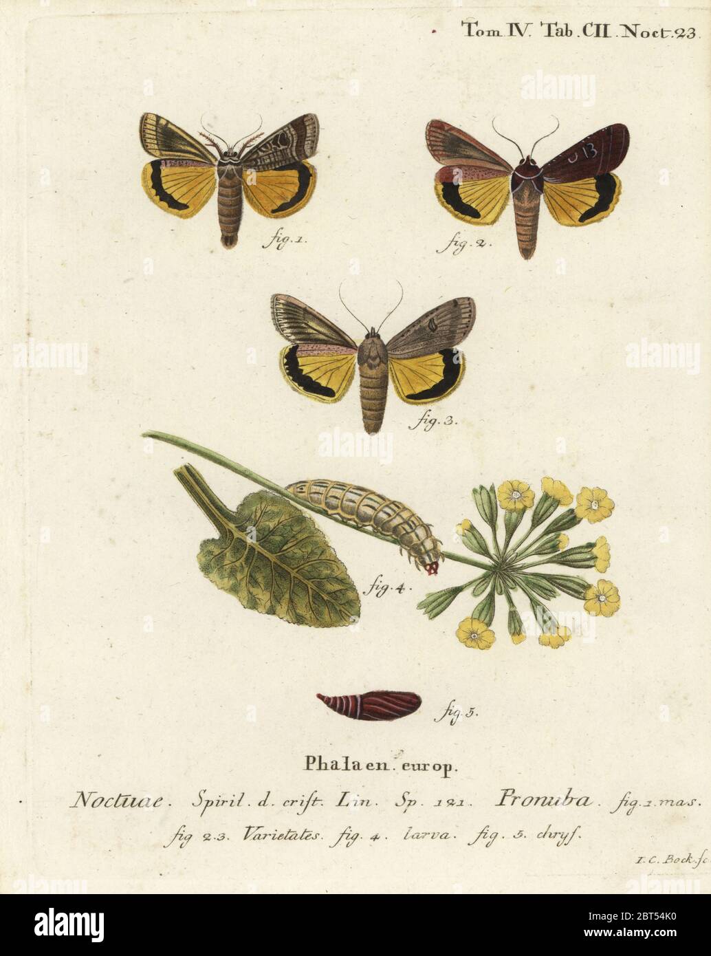 Großer gelber Unterflügel, Noctua pronuba und Sorten. Handkolorierter Kupferstich von Johann Carl Bock nach Eugenius Johann Christoph Epers die Schmetterlinge in Abbildungen nach der Natur, Erlangen, 1786. Stockfoto