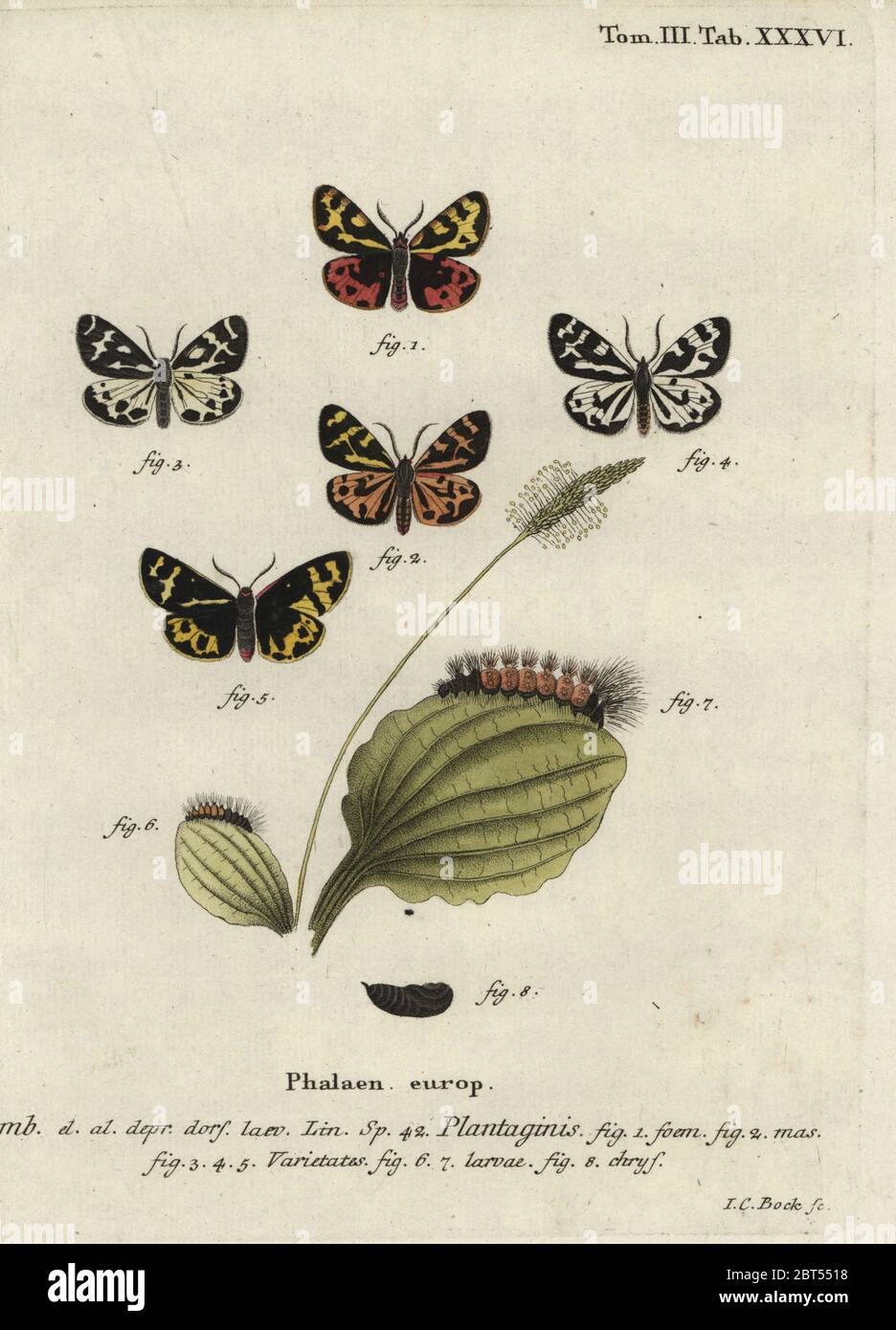 Holztiger Motte, Parasämie plantaginis. Phalaena plantaginis. Handkolorierter Kupferstich von Johann Carl Bock von Eugenius Johann Christoph Espers die Schmetterlinge in Abbildungen nach der Natur, Erlangen, 1786. Stockfoto