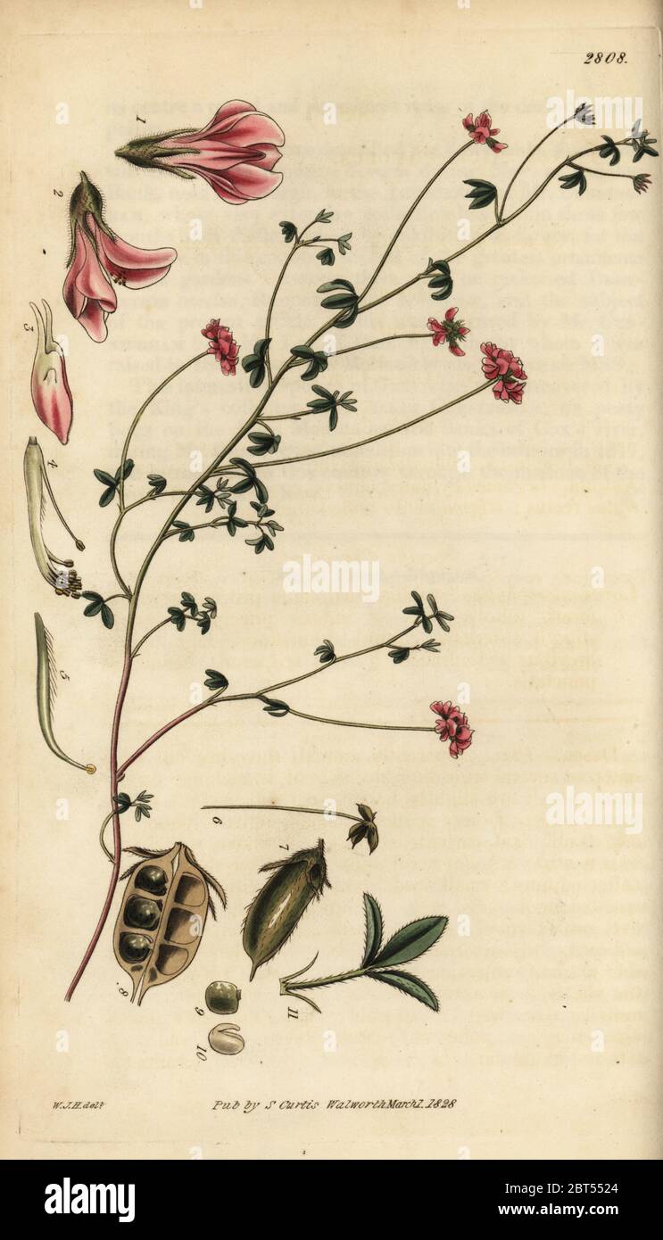 Kleinblättrige Lotusblume, Lotus microphyllus. Handkoloriert, Kupferstich, Schwan, botanische Illustration, William Jackson Hooker, Samuel Curtis, The Botanical Magazine, Pflanze, Blume, Botanik, William Curtis, Garten, botanische Kunst,. Stockfoto