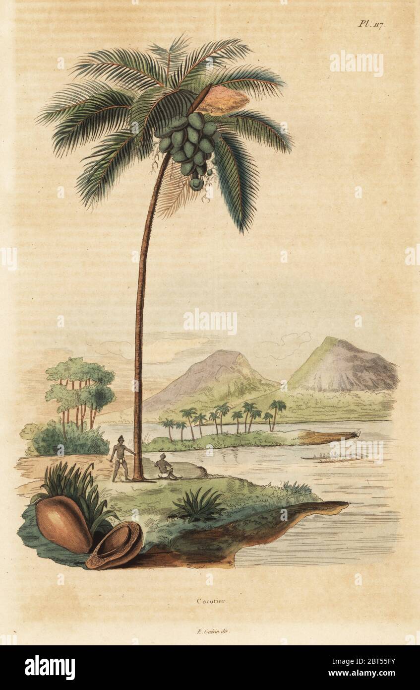 Kokospalme, Cocos nucifera. Cocotier. Papierkörbe Stahlstich von Felix-Edouard Guerin-Meneville's Wörterbuch Pittoresque d'Histoire Naturelle (malerische Wörterbuch der Naturgeschichte), Paris, 1834-39. Stockfoto