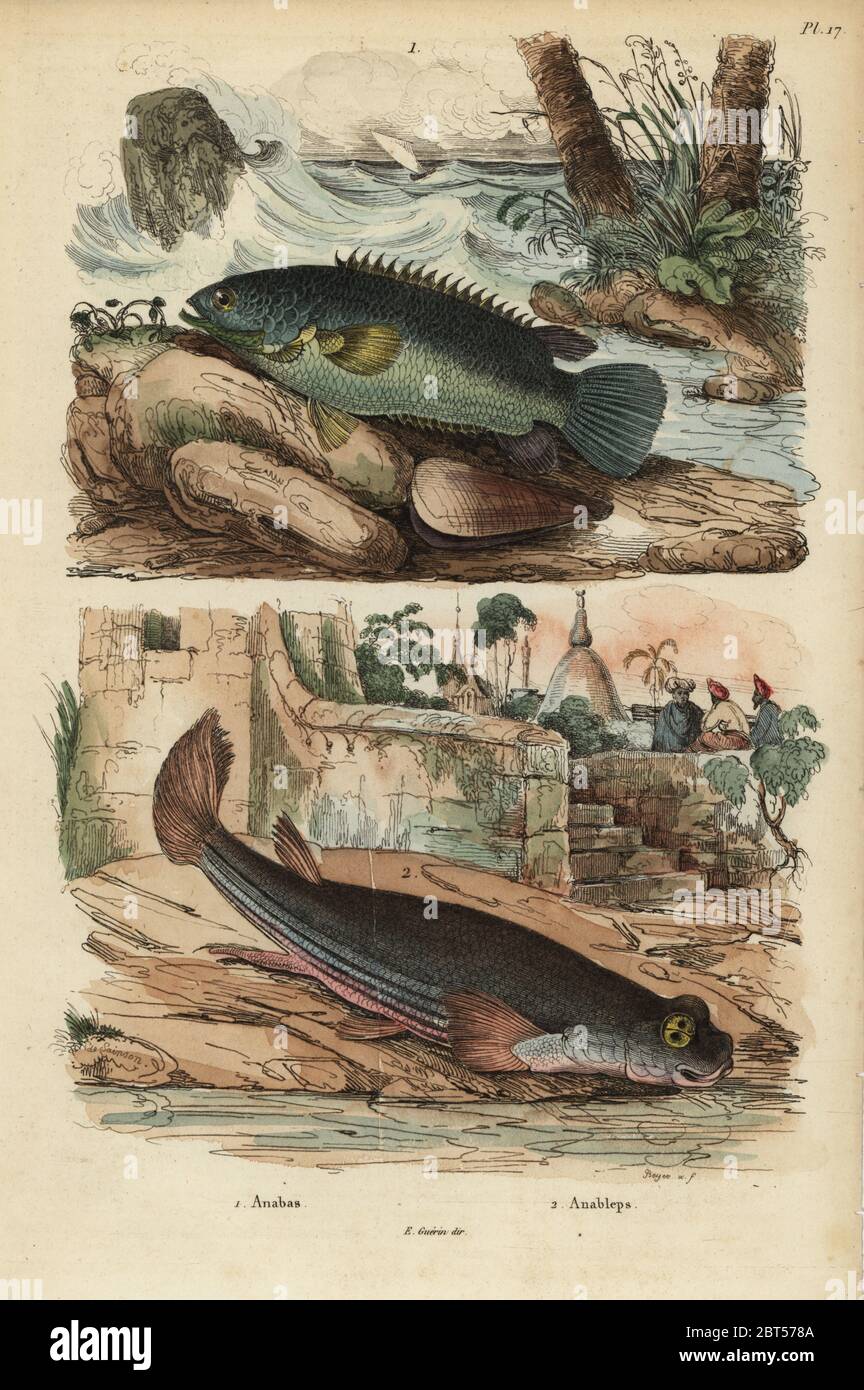 Klettern Barsch, Anabas testudineus 1 und 4-eyed Fisch, Anableps anableps 2. Papierkörbe Stahlstich von Beyer nach einer Illustration von de Sainson aus Felix-Edouard Guerin-Meneville's Wörterbuch Pittoresque d'Histoire Naturelle (malerische Wörterbuch der Naturgeschichte), Paris, 1834-39. Stockfoto