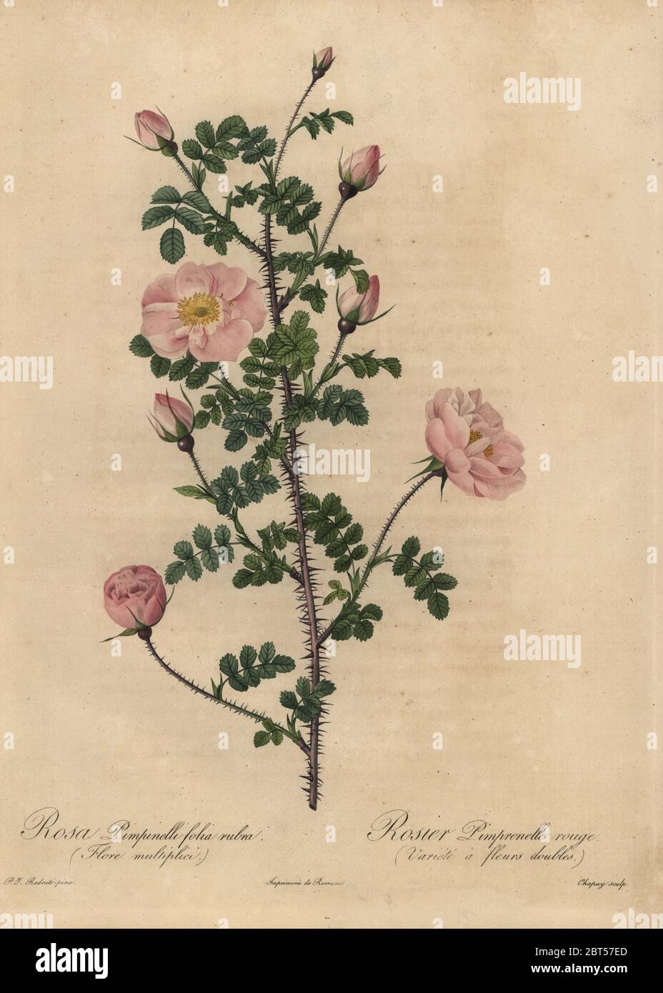 Rosa Burnett Rose, Rosa pimpinelli Folia rubra (Flore multiplici), Rosier Pimprenelle rouge Varieté eine fleurs Doubles. Dichtfläche Kupferstich von Jean Baptiste Chapuy handkoloriert a la poupee nach einem botanischen Illustration von Pierre-Joseph Redoute aus der ersten Folio-ausgabe von Les Roses, Firmin Didot, Paris, 1817. Stockfoto