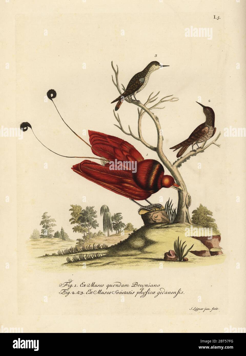 King Bird-of-Paradies, Cicinnurus Regius, und zwei Suriname Kolibriarten. (Le petit Oiseau de Paradis, Rothschildi regia, deux Colibris de Surinam.) Papierkörbe Kupferstich von S. Leitner jun. Nach einer Illustration von Georg Wolfgang Knorr von seinem Deliciae Naturae Selectae von Kabinet van Zeldzaamheden der Natuur, Blusse und Sohn, Nürnberg, 1771. Bird of paradise Muster von Johann Philipp Breyn's Museum und Kolibris von Museo Societatis physicae gedanensis. Stockfoto