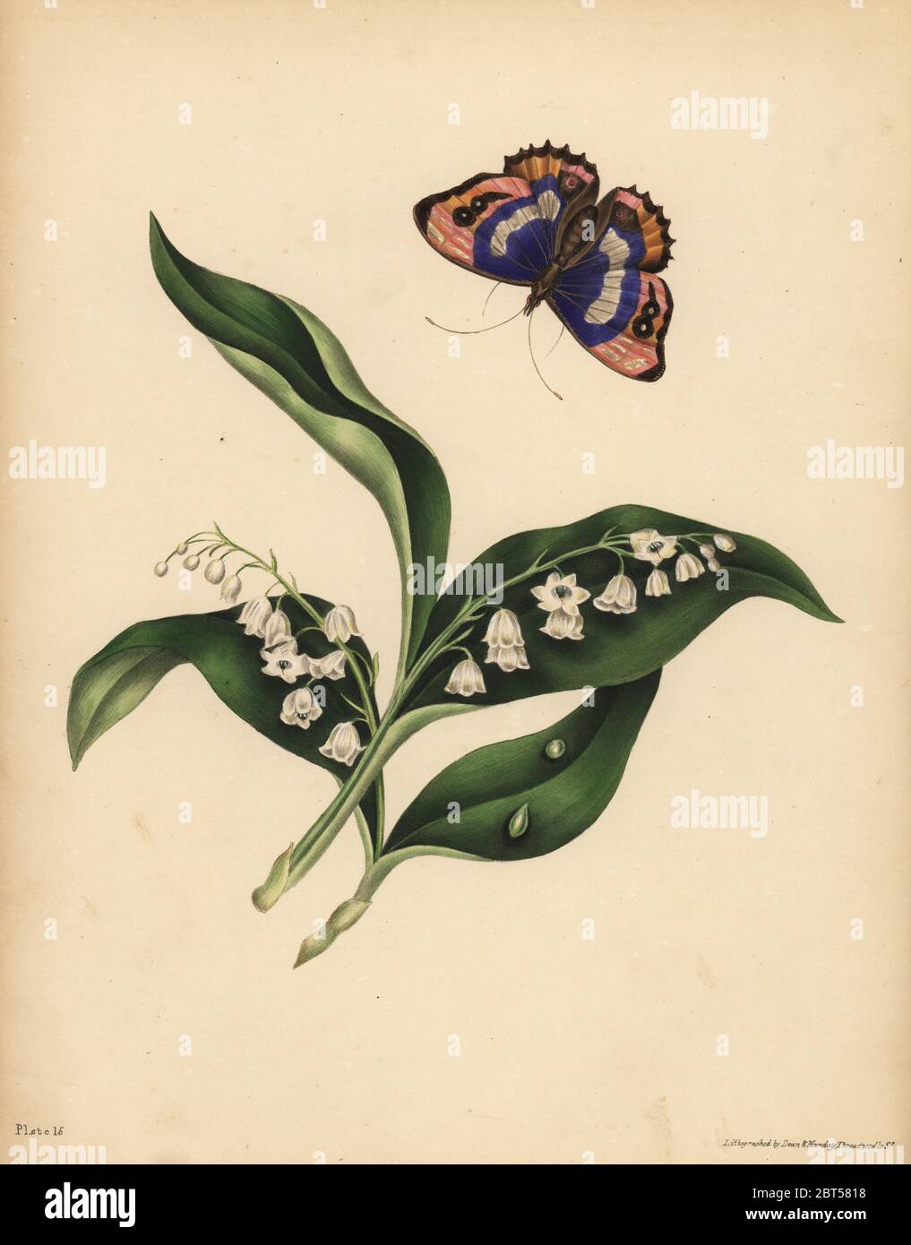 Maiglöckchen, Convallaria majalis, Reinheit und Rückkehr des Glücks; Der purpur Kaiser Schmetterling, melanargia Iris, Unsterblichkeit der Seele. Papierkörbe Lithographie von Dean und Munday, nachdem eine Illustration von Eliza Eve Gleadall aus die Schönheiten der Flora, mit botanischen und poetischen Illustrationen, aus einer Auswahl von Blumen aus Natur sinnbildlicher angeordnet, Heath Hall, Wakefield, 1834. Stockfoto