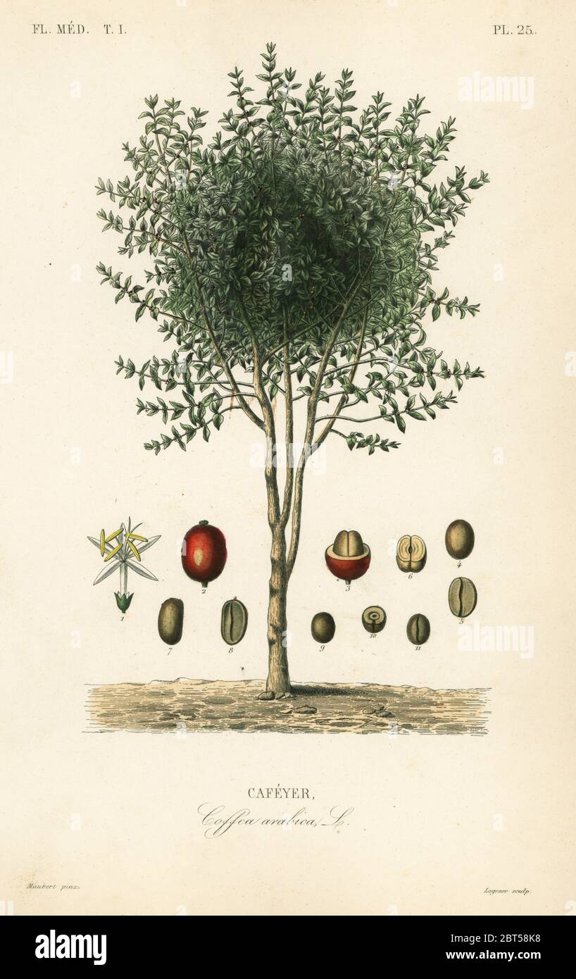 Arabischer Kaffeebaum, Coffea arabica, Cafeyer. Handkolorierter Stahlstich von Lagesse nach einer botanischen Illustration von Edouard Maubert von Pierre Oscar Reveil, A. Dupuis, Fr. Gerard und Francois Herincqs La Regne Vegetal: Flore Medicale, L. Guerin, Paris, 1864-1871. Stockfoto