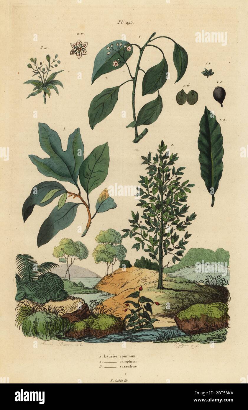 Bay Laurel, Laurus nobilis 1, Kampfer Baum, Cinnamomum camphora 2 und Sassafras, Sassafras albidum 3. Laurier commun, Laurier camphrier, Laurier Sassafras. Papierkörbe Stahlstich von Pfitzer nach einer Illustration von A. Carie Baron von Felix-Edouard Guerin-Meneville's Wörterbuch Pittoresque d'Histoire Naturelle (malerische Wörterbuch der Naturgeschichte), Paris, 1834-39. Stockfoto