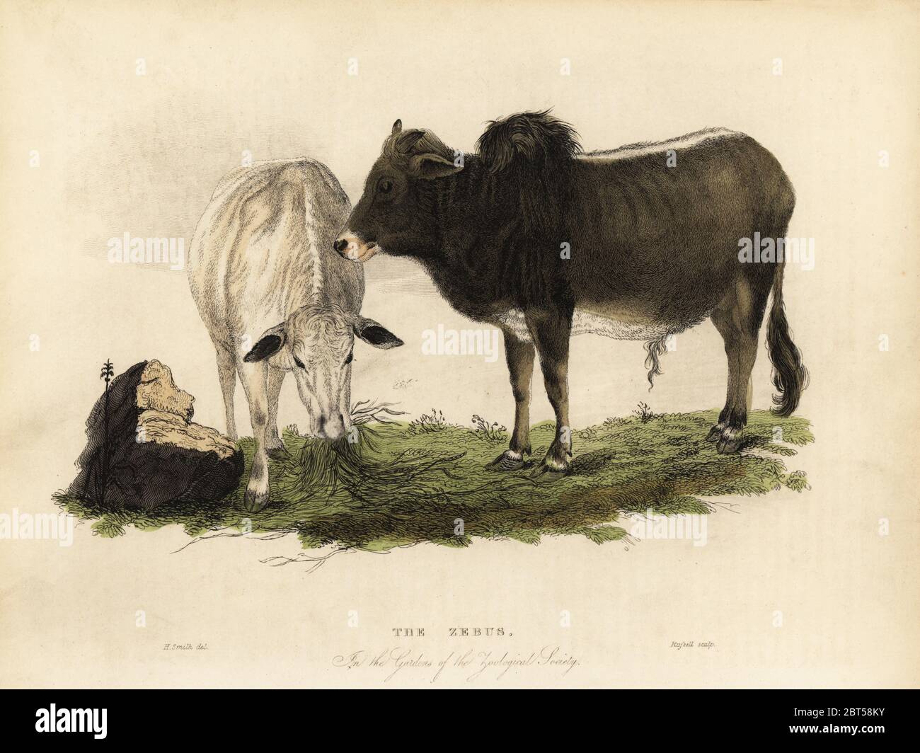 Zebu, indicine Rinder oder Höckenkinder, Bos primigenius indicus der Zebus in den Gärten der Zoologischen Gesellschaft. Handkoloriertes Kupferblech von Russell nach einer Illustration von Horace S. Smith aus William smellies Übersetzung von Graf Georges Buffons Geschichte der Erde und animierte Natur, Thomas Kelly, London, 1829. Stockfoto